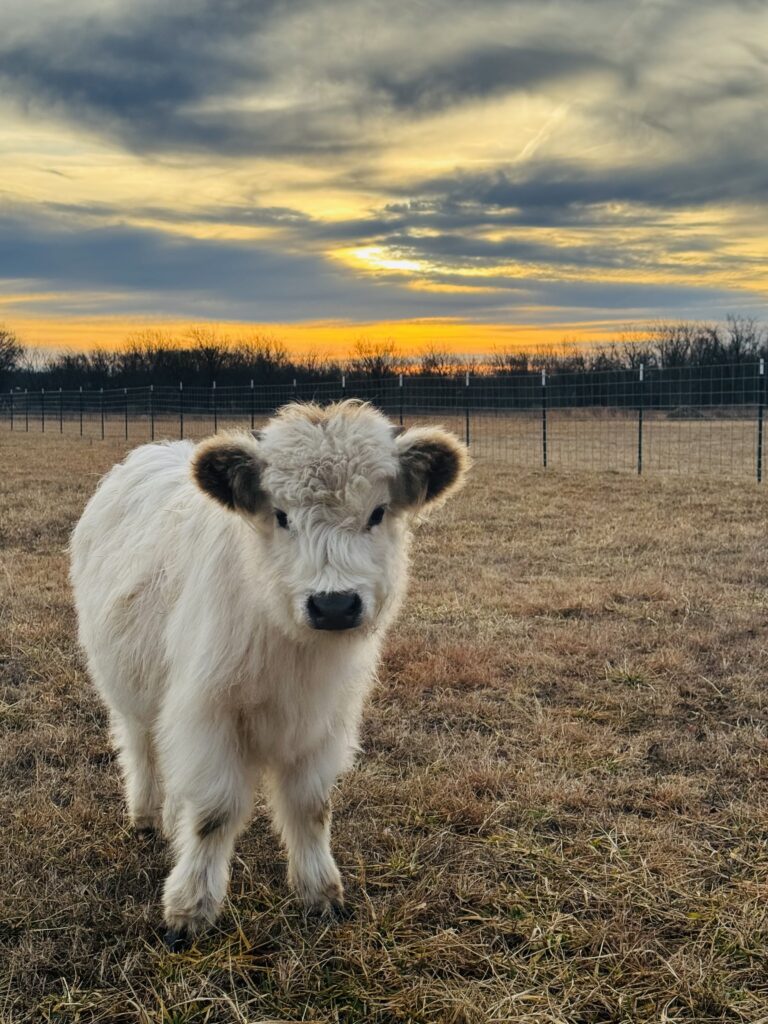 Covermore's new moo-nificent team member & #1 Fan! 1 Covermore